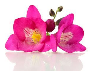 Pink freesia flower, isolated on white
