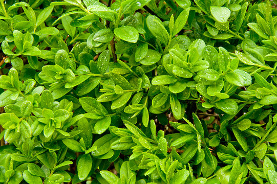 Wet Privet Hedge