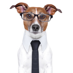 business dog