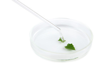 Chemical research in Petri dish isolated on white