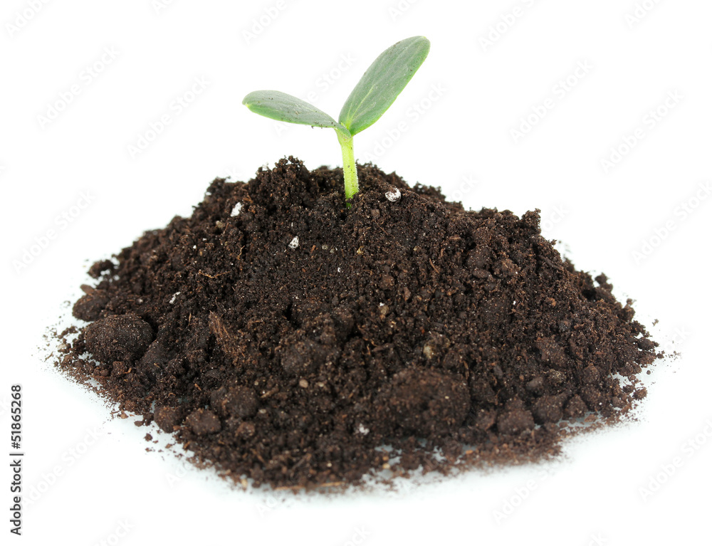 Canvas Prints Green seedling growing from soil isolated on white