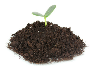 Green seedling growing from soil isolated on white
