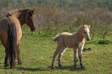 Naklejka na ściany i meble Konik horses in a field in spring