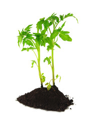Young plant in ground isolated on white