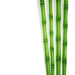 Obraz premium Vector Illustration of Bamboo