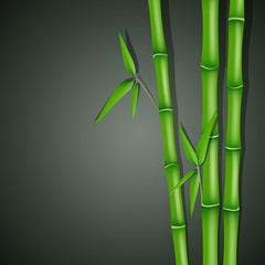 Fototapeta na wymiar Vector Illustration of Bamboo