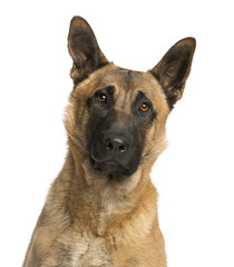 CLose-up of a German Shepherd, facing, isolated on white