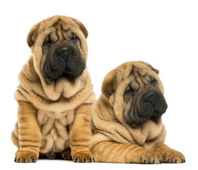 Two Shar pei puppies sitting and lying next to each other