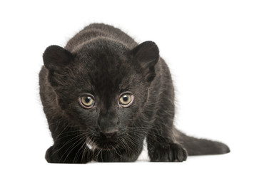 Obraz premium Black Leopard cub, 3 weeks old, staring and prowling