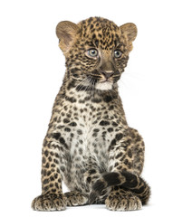 Naklejka premium Spotted Leopard cub sitting - Panthera pardus, 7 weeks old