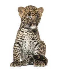 Poster Spotted Leopard cub sitting - Panthera pardus, 7 weeks old © Eric Isselée
