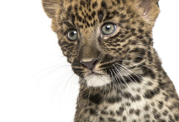 Obraz premium Close-up of a Spotted Leopard cub - Panthera pardus, 7 weeks old