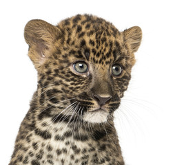 Close-up of a Spotted Leopard cub - Panthera pardus, 7 weeks old