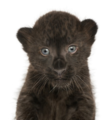 Naklejka premium Close-up of a Black Leopard cub, 3 weeks old, isolated on white
