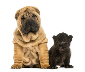 Shar pei puppy and Black Leopard cub sitting next to each other