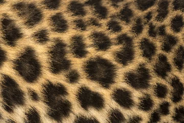 Gordijnen Macro van de vacht van een gevlekte luipaardwelp - Panthera pardus © Eric Isselée