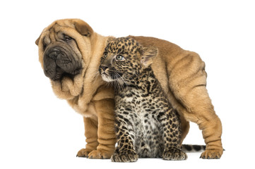 Obraz premium Shar pei puppy standing over a spotted Leopard cub