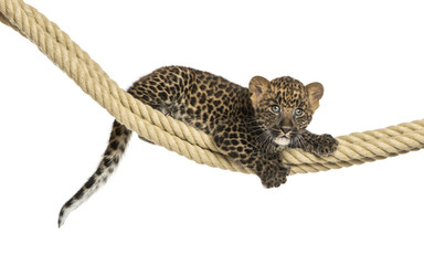 Spotted Leopard cub holding on a rope, 7 weeks old