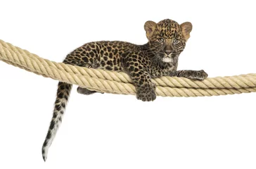 Schilderijen op glas Spotted Leopard cub holding on a rope, 7 weeks old © Eric Isselée