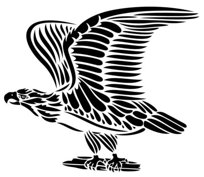 Adler, Vogel, Adlerkopf, Freiheit