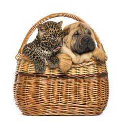 Sharpei puppy and spotted Leopard cub in a wicker basket