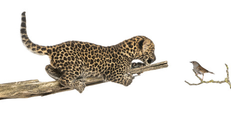 Spotted Leopard cub on a branch looking at a bird