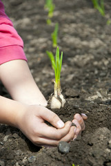 Young sprouts in the hands of a child