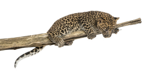 Spotted Leopard cub on a branch looking down, 7 weeks old