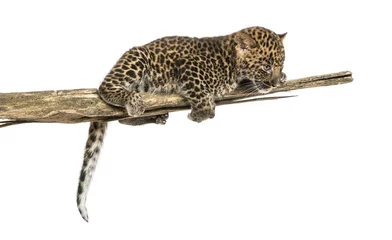 Fototapeten Spotted Leopard cub on a branch looking down, 7 weeks old © Eric Isselée