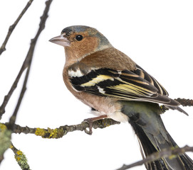 Male Common Chaffinch on a branch- Fringilla coelebs