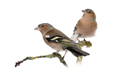 Two Male Common Chaffinchs - Fringilla coelebs on branch