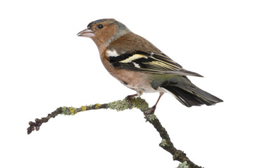 Male Common Chaffinch on a branch- Fringilla coelebs