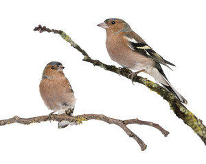Two Male Common Chaffinchs - Fringilla coelebs on branch