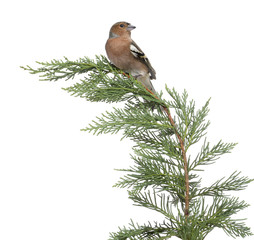Male Common Chaffinch - Fringilla coelebs perched on a branch