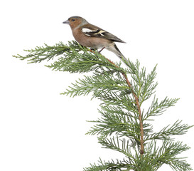Male Common Chaffinch - Fringilla coelebs perched on a branch