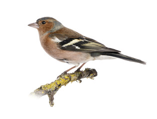 Male Common Chaffinch on a branch- Fringilla coelebs