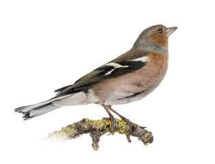 Male Common Chaffinch on a branch- Fringilla coelebs