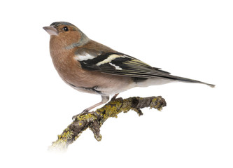 Male Common Chaffinch on a branch- Fringilla coelebs