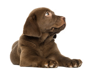 Labrador Retriever Puppy lying and looking up, 2 months old