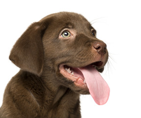 Close-up of a Labrador Retriever Puppy, 2 months old