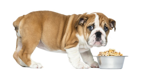 Standing English Bulldog Puppy with metallic dog bowl, 2 months