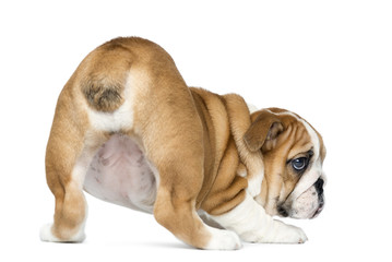 Obraz premium Rear view of an English Bulldog Puppy bottom up