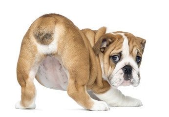 Rear view of an English Bulldog Puppy bottom up