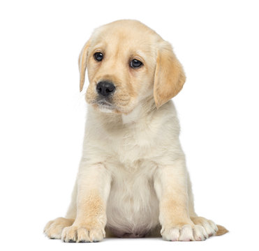 Labrador Puppy Sitting, Isolated On White