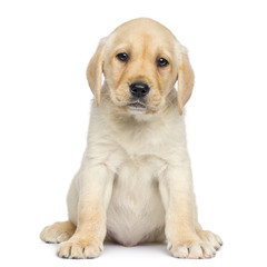 Labrador Puppy sitting and facing, isolated on white