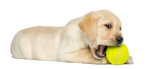 Labrador Retriever Puppy, lying and chewing a tennis bowl
