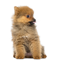 Obraz premium Pomeranian Puppy, 2 months old, sitting, isolated on white