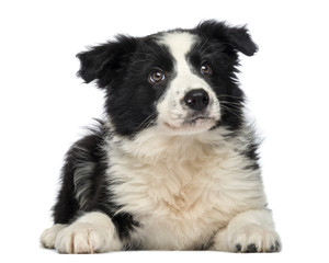 Fototapeta premium Border Collie Puppy, 3 months old, lying down and looking up