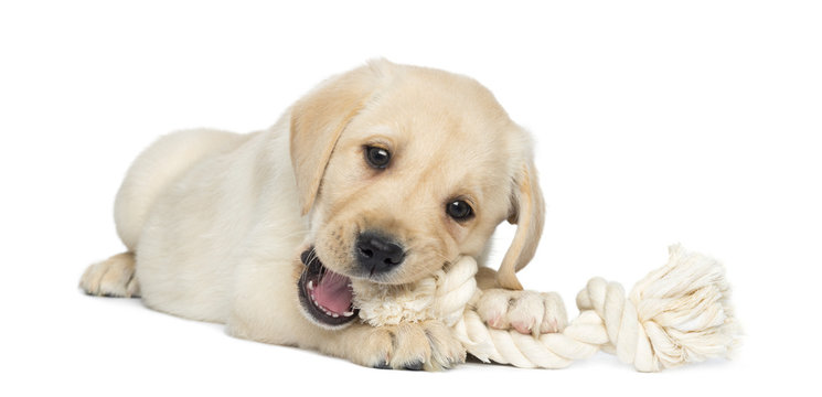 Labrador Retriever Puppy, 2 months old, lying and chewing a rope