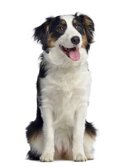 Australian Shepherd, 8 months old, sitting and panting, isolated